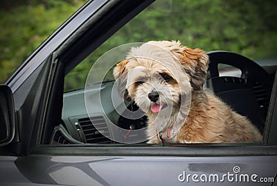 Puppy in a car window. Stock Photo