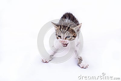 Puppy cat, tabby and white, mewing, on white background. Stock Photo