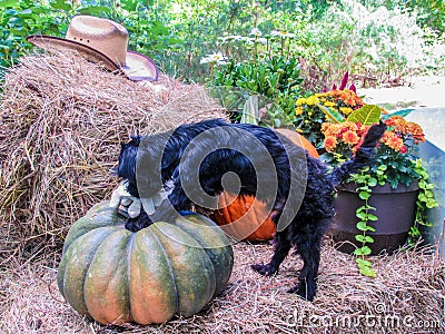 Puppy checking our fall work Stock Photo