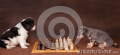 Puppy chess Stock Photo