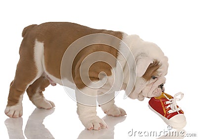 Puppy chewing on shoe Stock Photo