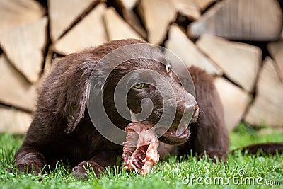 Puppy it a chicken carcass Stock Photo