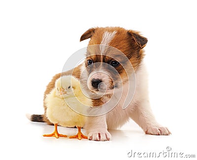 Puppy and chicken Stock Photo