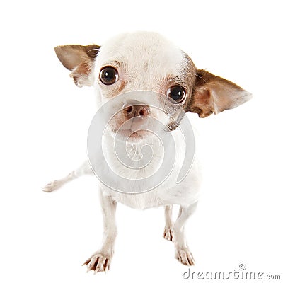 Puppy chihuahua Stock Photo