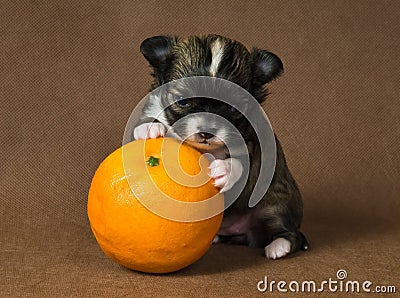 Puppy chihuahua with an orange Stock Photo