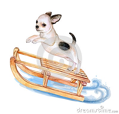 Puppy chihuahua on a sleigh Stock Photo
