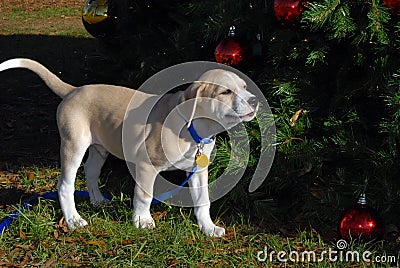 Puppy and christmas tree Stock Photo