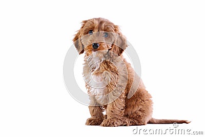 Puppy Cockapoo isolated on white Stock Photo