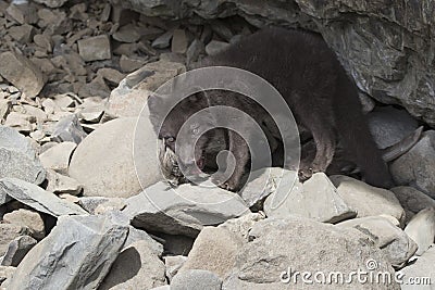 Puppy of the Commanders blue arctic fox that chews the northern Stock Photo