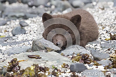 Puppy Commanders blue arctic fox is on the rocks looking Stock Photo