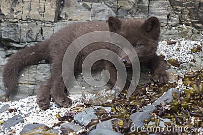 Puppy Commanders blue arctic fox which lies on the rocks near Stock Photo