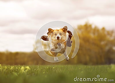 puppy a corgi dog in a black superhero cape flies over a green meadow with its paws outstretched Stock Photo