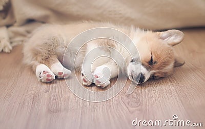 puppy of corgi sleeps peacefully on wooden floor in the house stretched out small paws Stock Photo