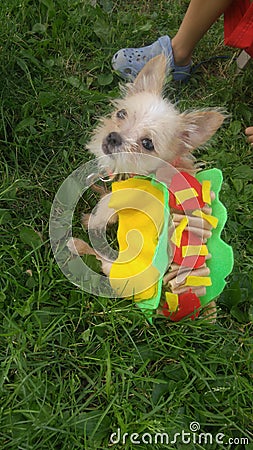 Halloween puppy Stock Photo