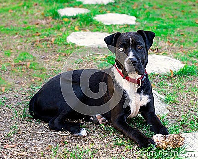 Puppy cross-bred dog boxer and american staff Stock Photo