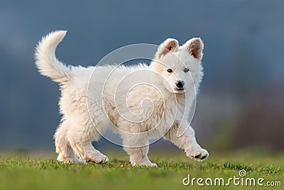 Puppy cute White Swiss Shepherd dog portrait on meadow Stock Photo