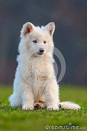 Puppy cute White Swiss Shepherd dog portrait on meadow Stock Photo
