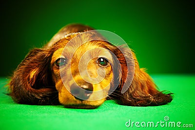 Puppy dachshund Stock Photo