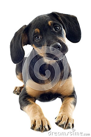 Puppy doberman Stock Photo
