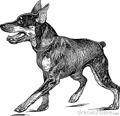 Puppy of a Doberman pinscher Vector Illustration