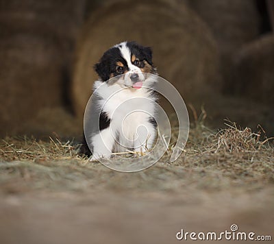 Puppy dog, australian shepherd sitting on the hay on a farm, with copy space, suitable for advertising poster template Stock Photo