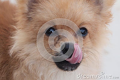 Puppy dog Stock Photo