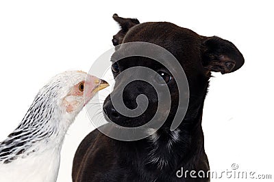 Puppy dog and chicken Stock Photo