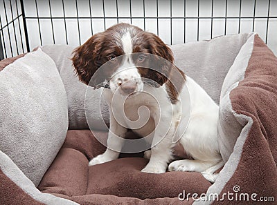 Puppy dog in comfy bed Stock Photo