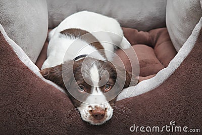 Puppy dog in comfy bed Stock Photo