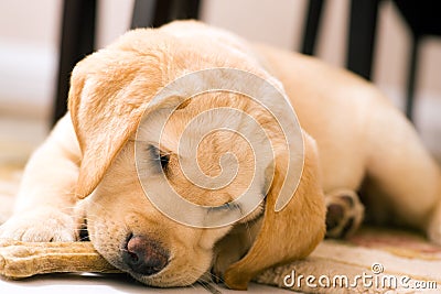 Puppy dog eating toy bone Stock Photo