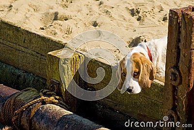 Puppy dog eyes Stock Photo