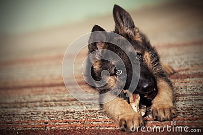 Puppy dog german shepherd Stock Photo