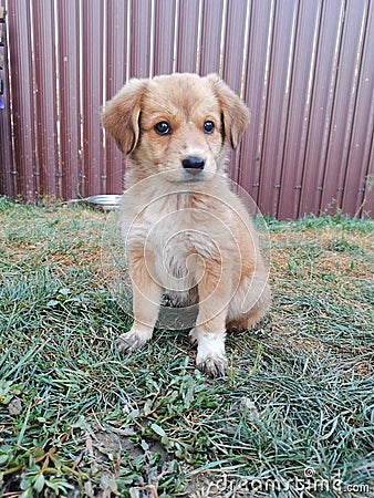 Puppy - dog, happyness Stock Photo