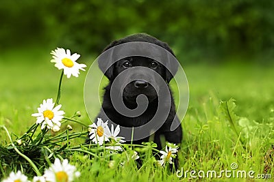 Puppy dog Labrador sitting outdoors in summer Stock Photo