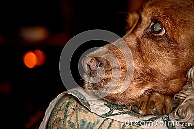 Puppy dog nose macro detail close up Stock Photo