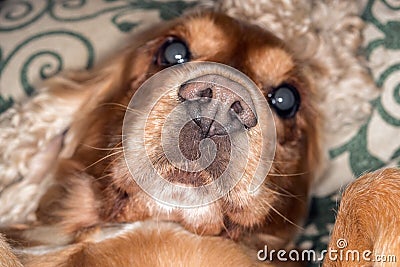 Puppy dog nose macro detail close up Stock Photo