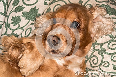 Puppy dog nose macro detail close up Stock Photo