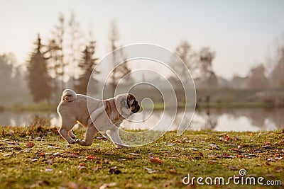 A puppy dog, pug is running in a park on an autumn, sunny day during golden hour Stock Photo