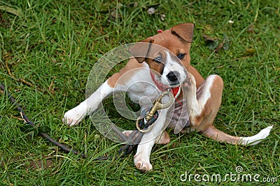 Puppy dog scratching Stock Photo