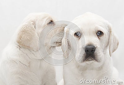 Puppy dog sharing a secret Stock Photo