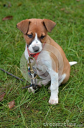 Puppy dog sit Stock Photo