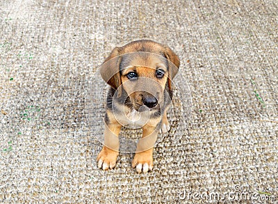 Cute puppy dog Stock Photo