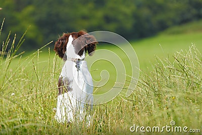 Puppy dog sitting patiently Stock Photo