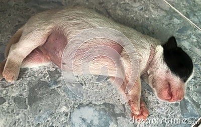 Puppy Dog Sleeping Well Stock Photo