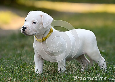 Puppy Dogo Argentino standing in grass. Front view Stock Photo