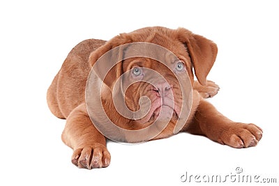 Puppy of dogue de bordeaux Stock Photo