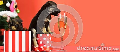 Puppy drink champagne. Funny pyppy dog with champagne. Puppy and gift boxes on new year background, christmas. Funny Stock Photo