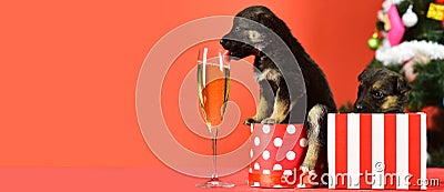 Puppy drink champagne. Funny pyppy dog with champagne. Puppy and gift boxes on new year background, christmas. Funny Stock Photo