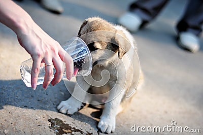 Puppy drinks water Stock Photo