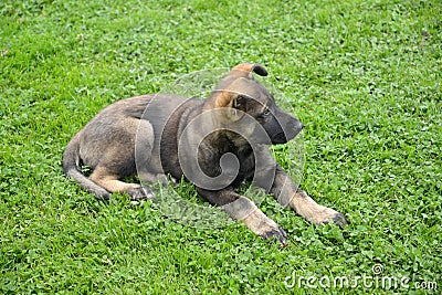 The puppy of the East European sheep-dog lies on a grass Stock Photo